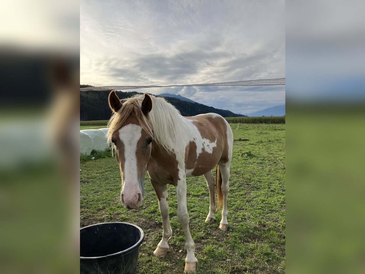 Noriker Merrie 2 Jaar 145 cm Gevlekt-paard in Aifersdorf