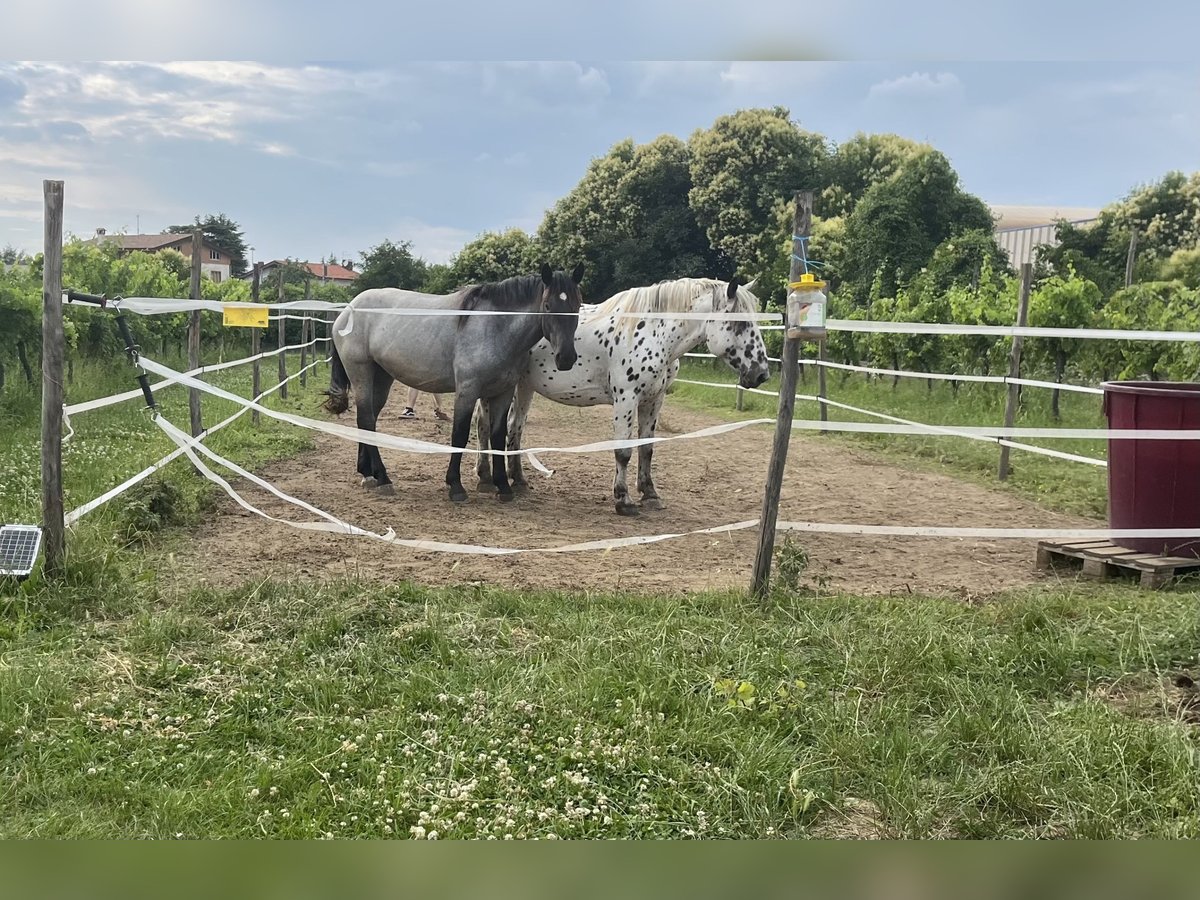 Noriker Merrie 2 Jaar 160 cm Roan-Blue in Buttri@