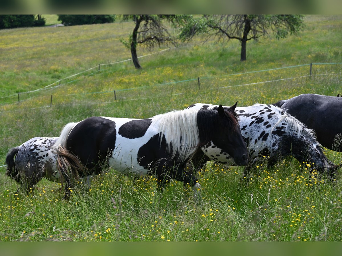 Noriker Merrie 2 Jaar in Klettgau