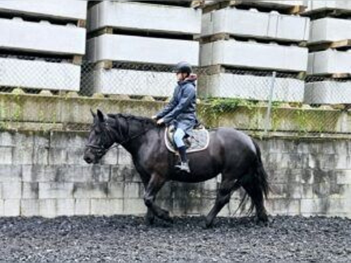 Noriker Merrie 3 Jaar 153 cm Zwart in Küßnach