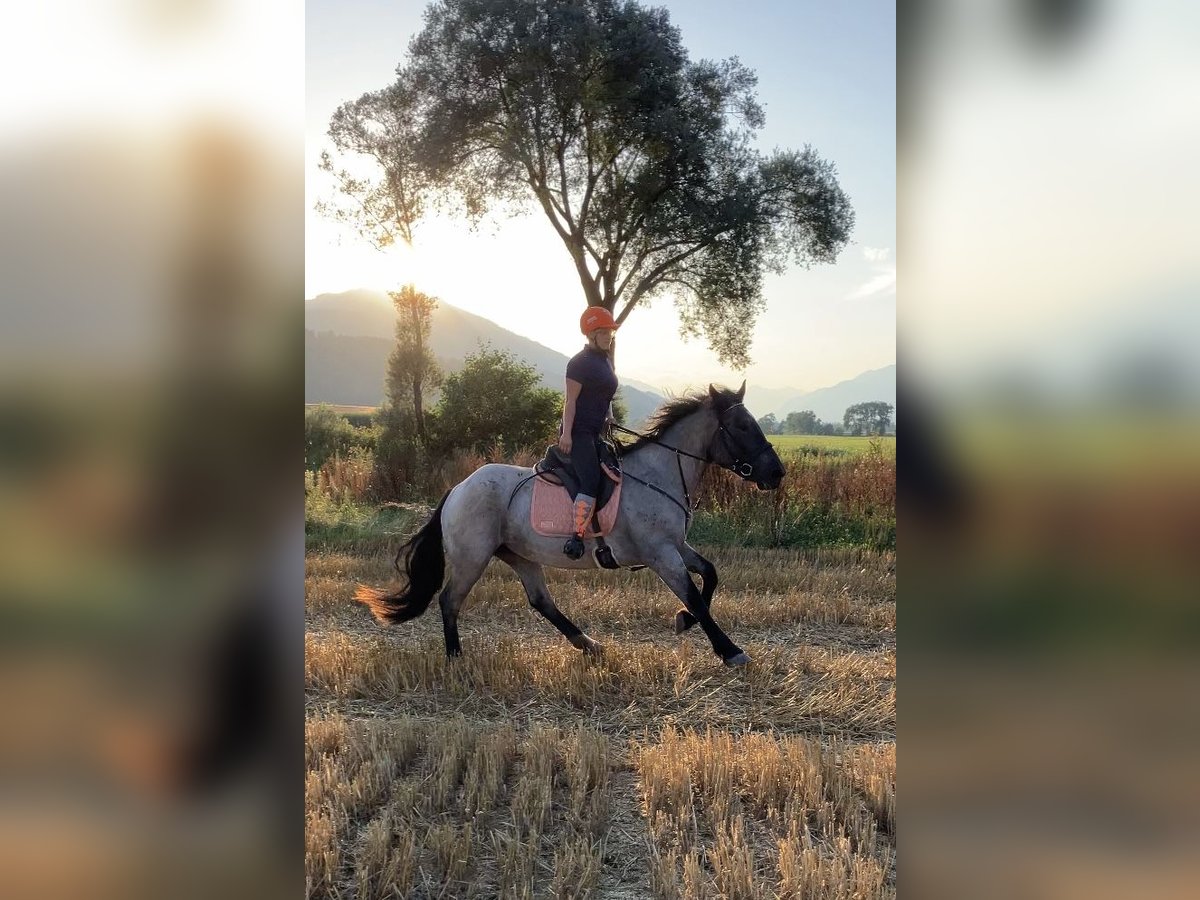 Noriker Merrie 3 Jaar 165 cm Blauwschimmel in Aifersdorf