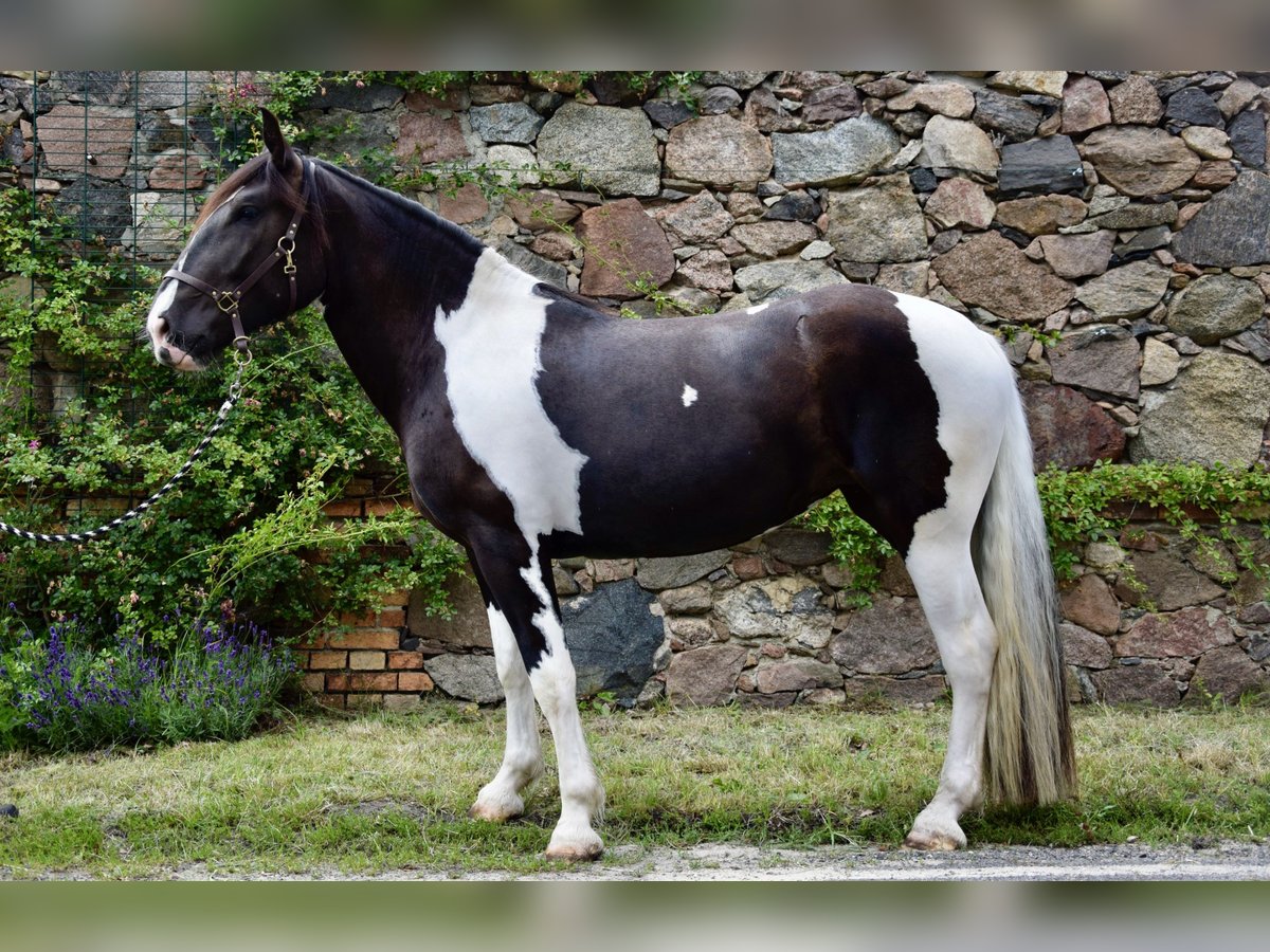 Noriker Merrie 3 Jaar 165 cm Gevlekt-paard in Großräschen