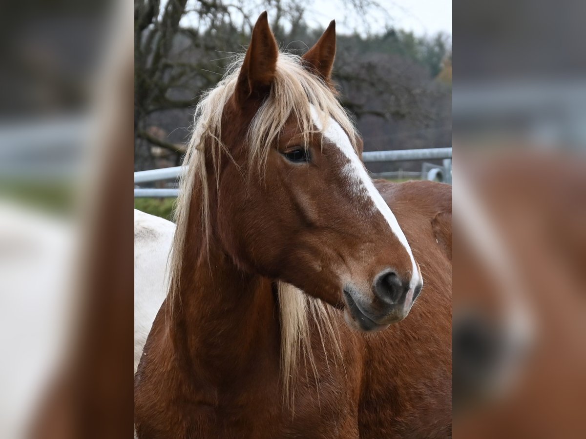 Noriker Merrie 3 Jaar Donkere-vos in Klettgau