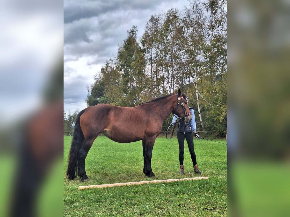 Noriker Merrie 4 Jaar Bruin in Höf