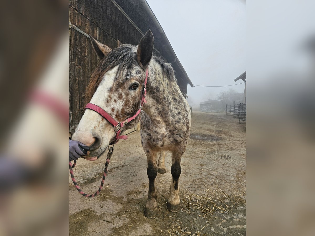 Noriker Merrie 5 Jaar in Klettgau