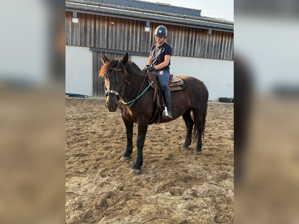 Noriker Merrie 6 Jaar 158 cm Zwart in Daleiden