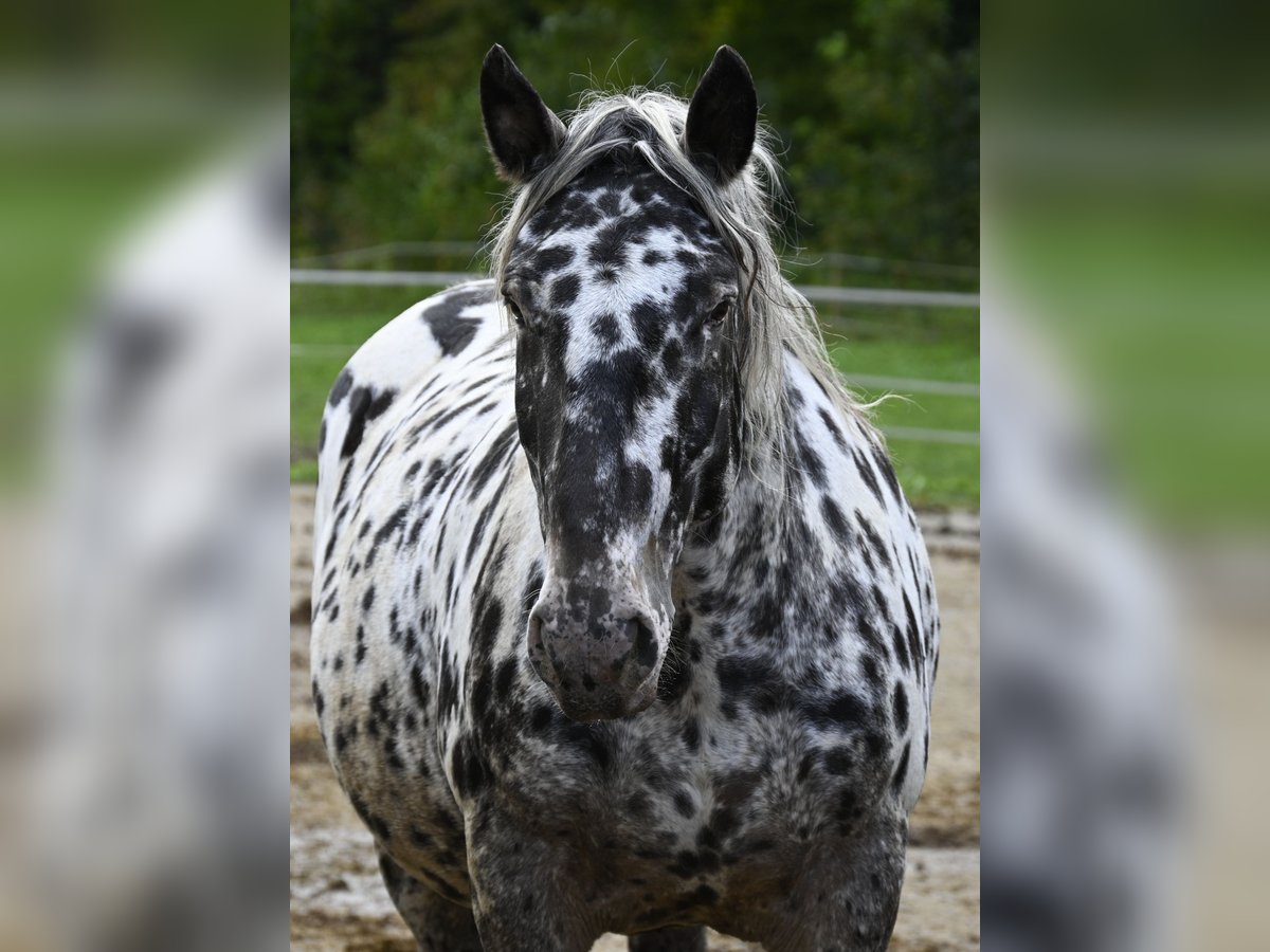 Noriker Merrie 6 Jaar 159 cm in Küssaberg