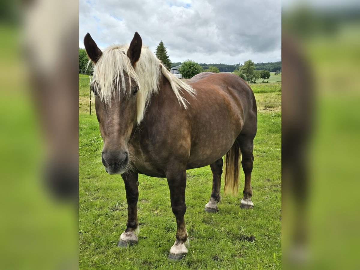 Noriker Merrie 7 Jaar 160 cm Donkere-vos in Forheim