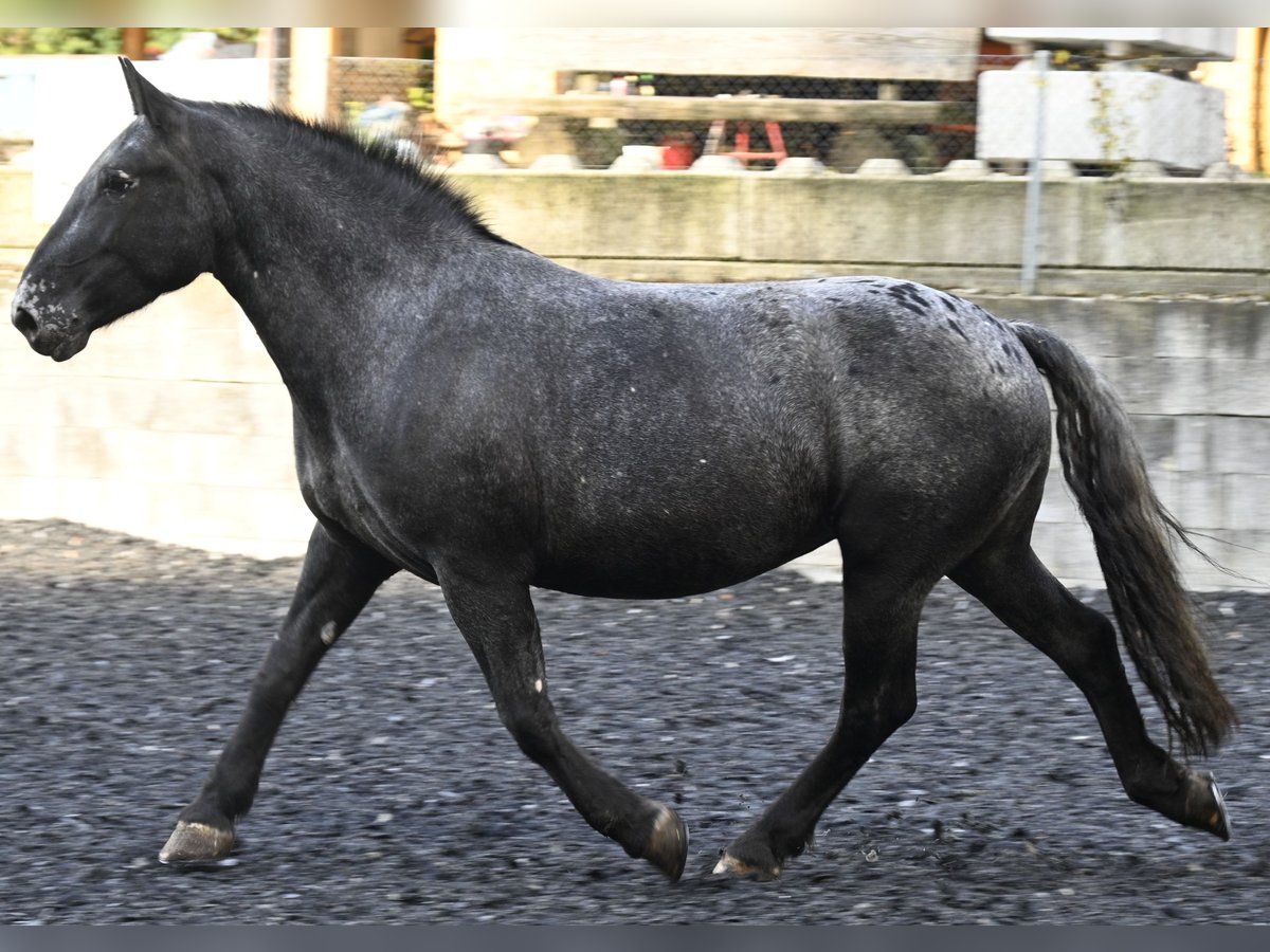 Noriker Merrie 7 Jaar in Küssaberg