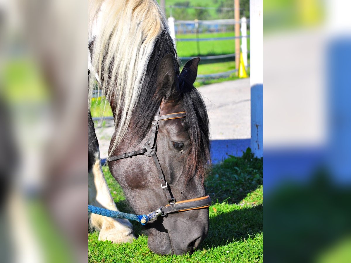 Noriker Merrie 8 Jaar 160 cm Gevlekt-paard in Saalfelden