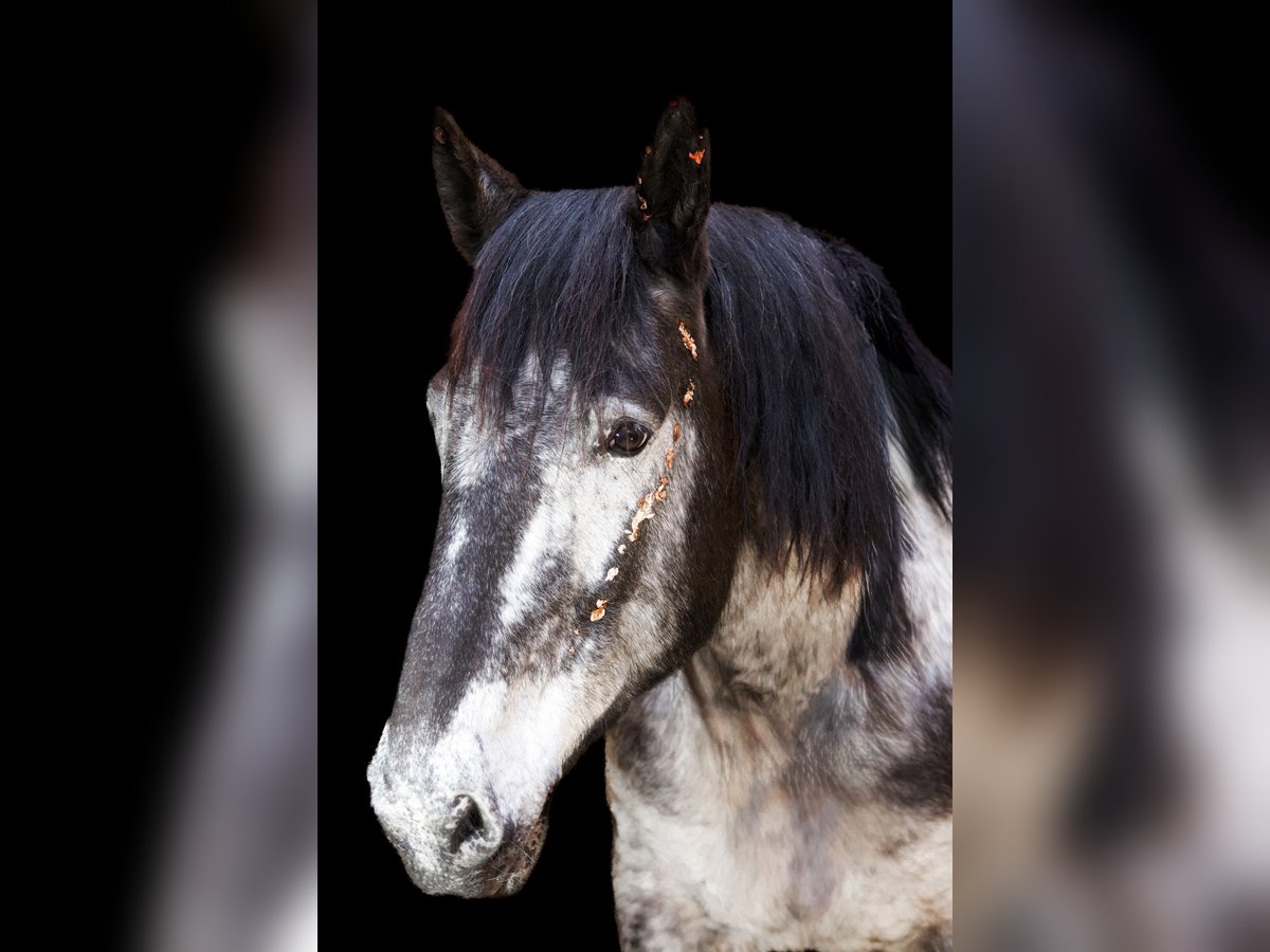 Noriker Merrie 9 Jaar 160 cm in Samerberg