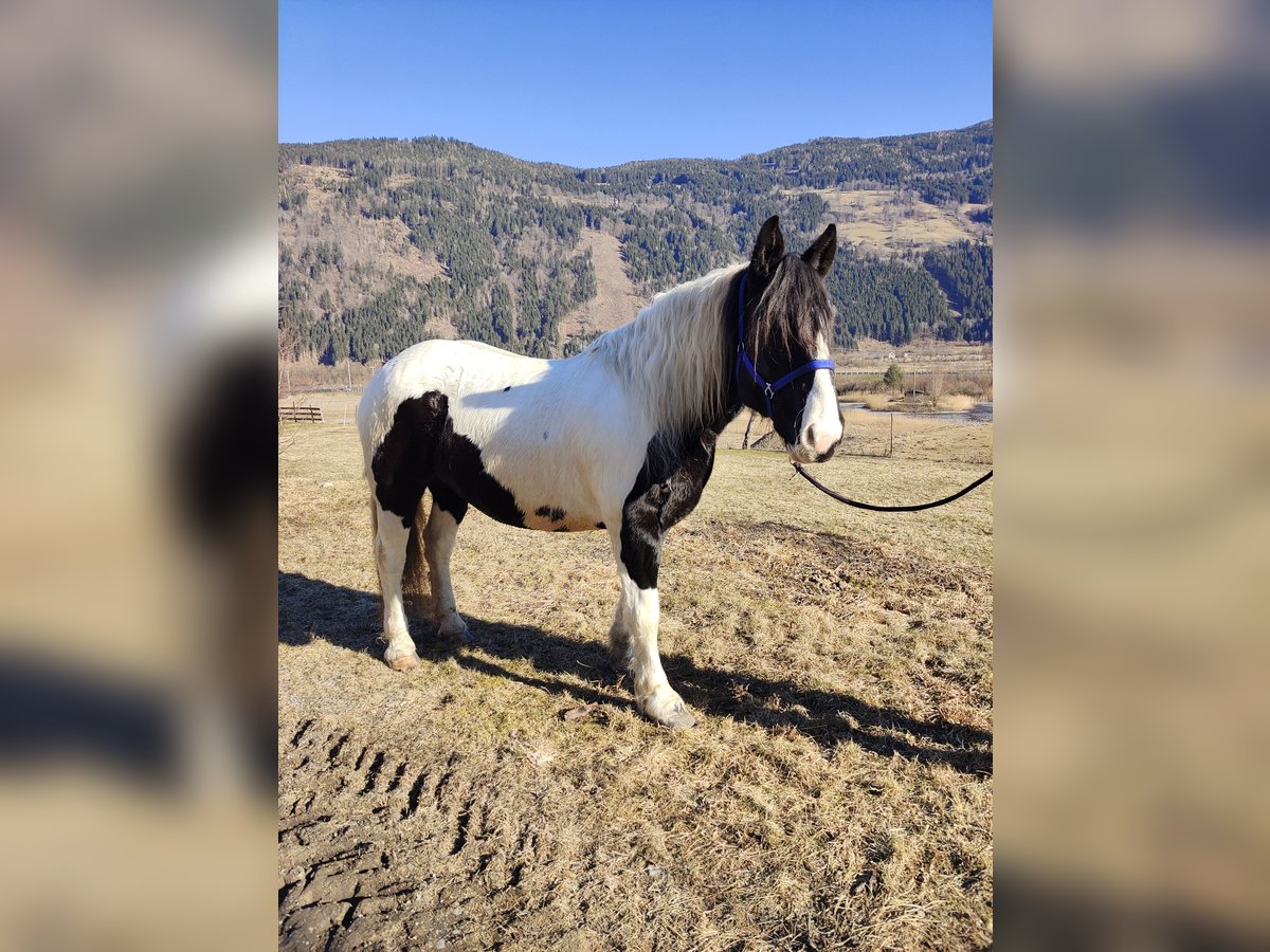 Noriker Merrie 9 Jaar 162 cm Gevlekt-paard in Obergottesfeld