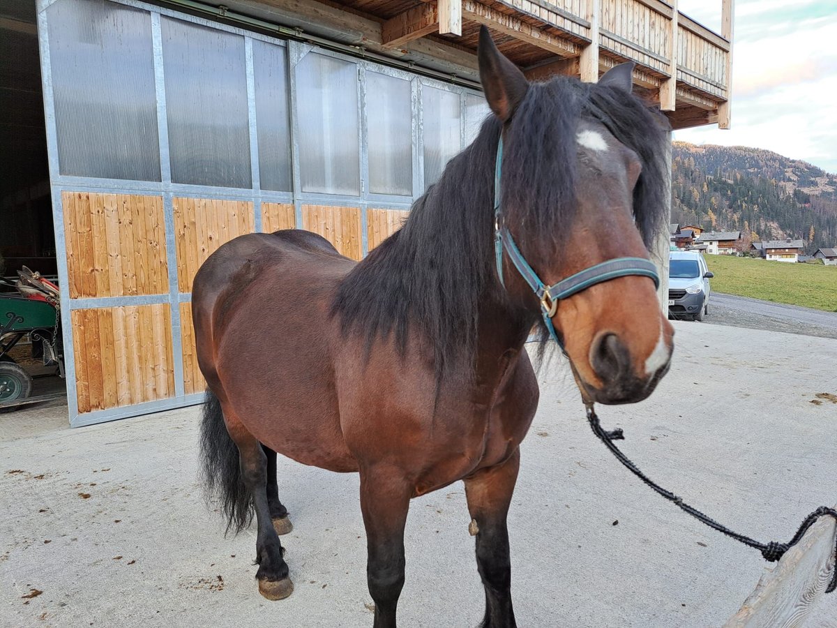 Noriker Merrie 9 Jaar in Obertilliach