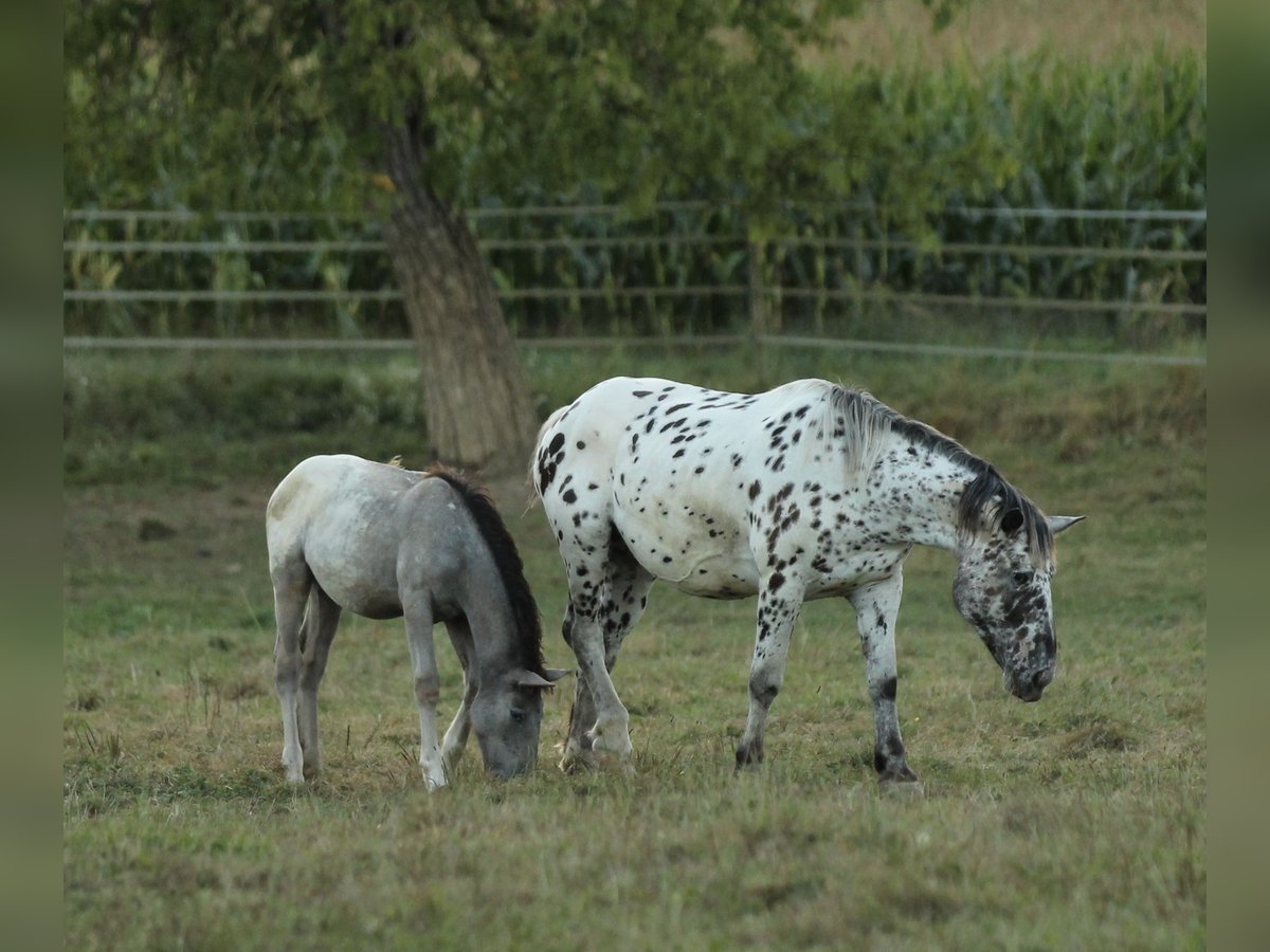 Noriker Merrie veulen (05/2024) 160 cm Appaloosa in Waldshut-Tiengen