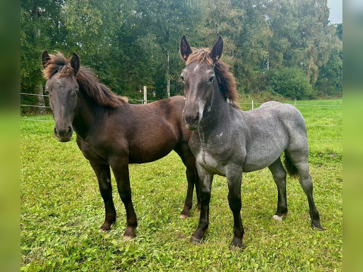 Noriker Merrie Veulen (02/2025) 160 cm Zwart in Wohnste