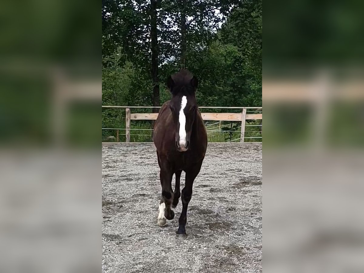 Noriker Merrie  Zwart in Kelchsau
