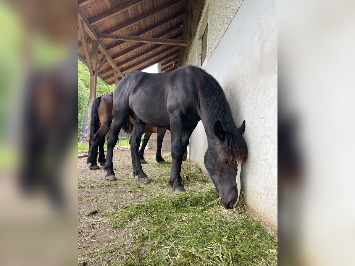 Noriker Ogier 1 Rok 150 cm Kara in Taiskirchen im Innkreis