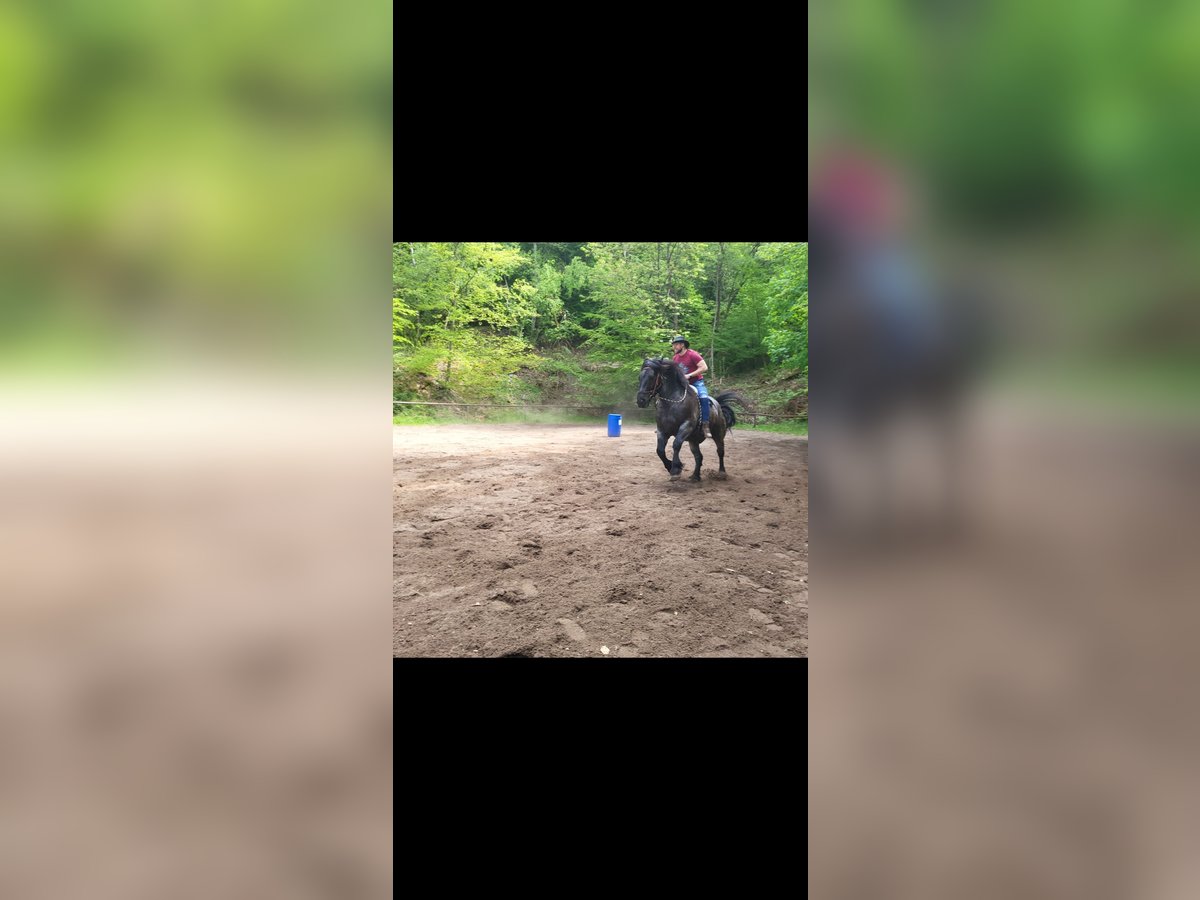 Noriker Ruin 10 Jaar 160 cm Blauwschimmel in Dillenburg