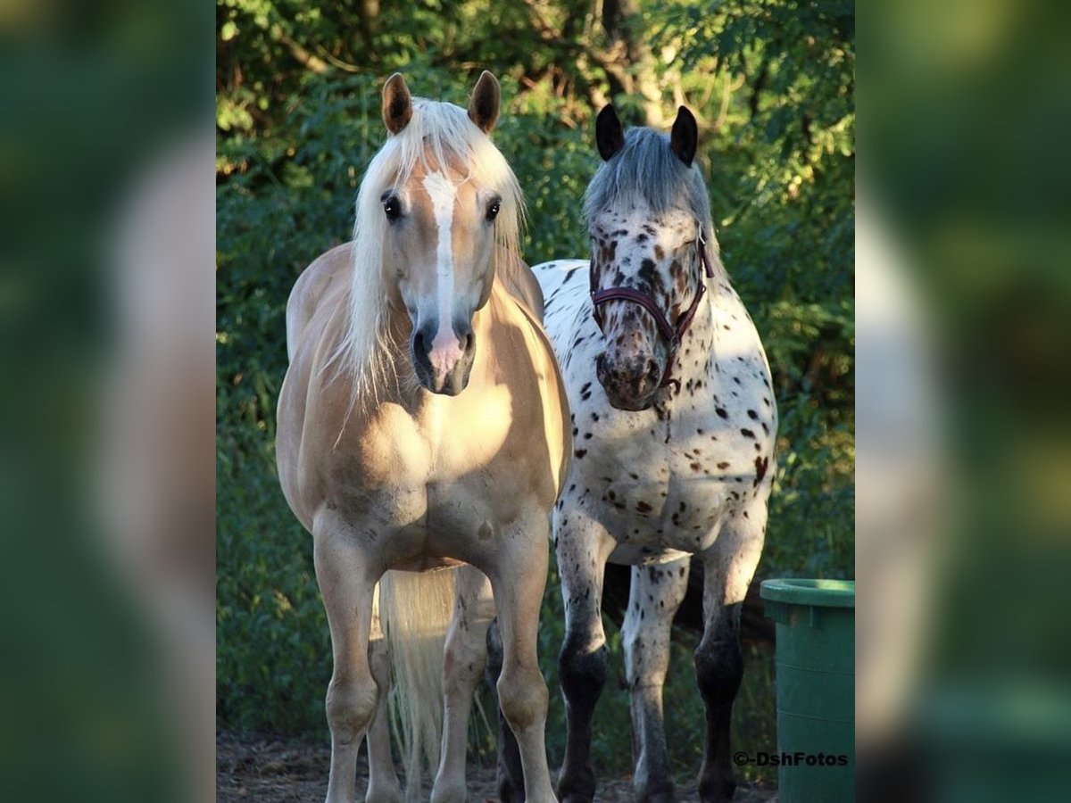 Noriker Ruin 10 Jaar 168 cm Appaloosa in Theras