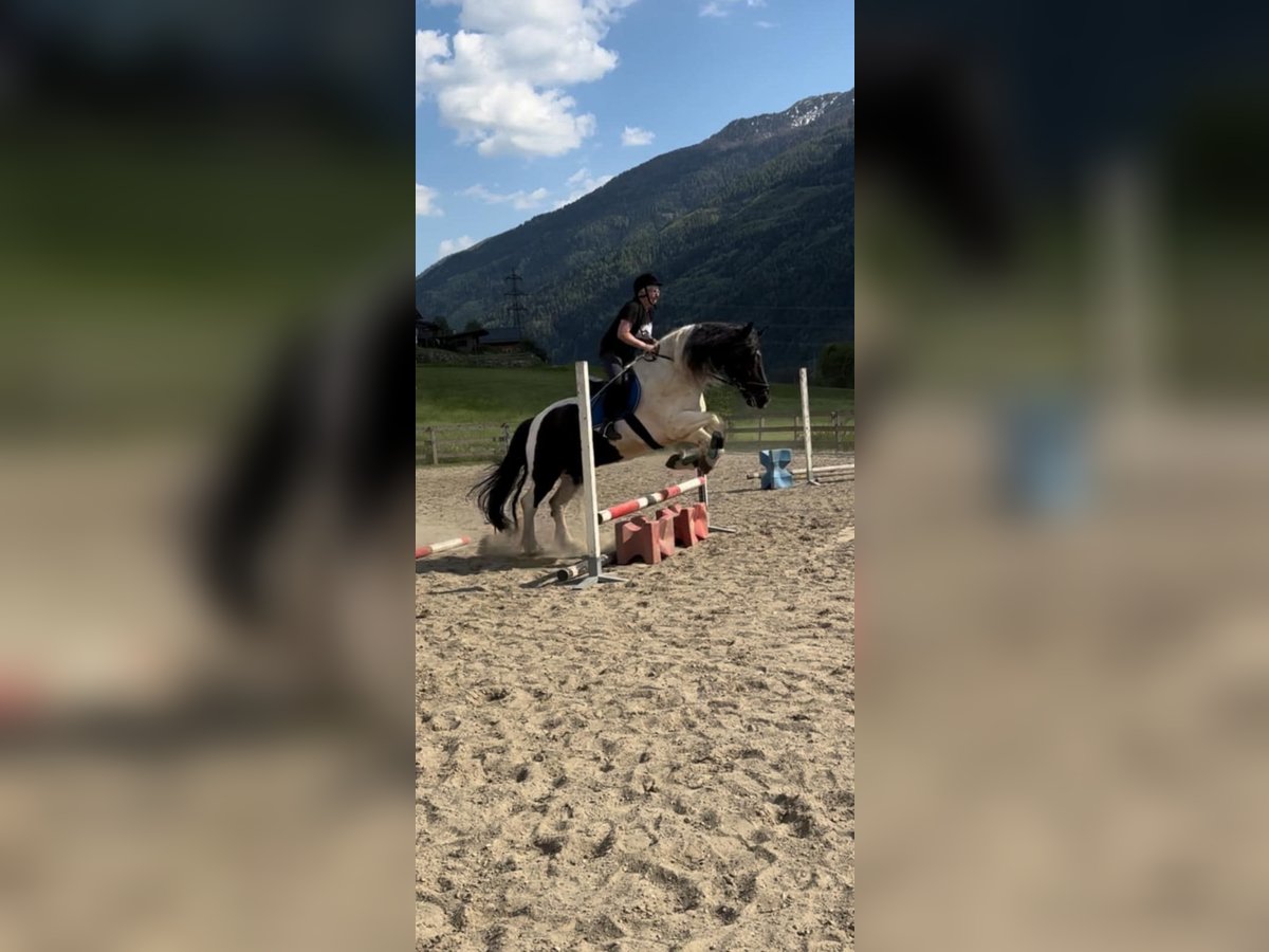 Noriker Mix Ruin 10 Jaar 172 cm Gevlekt-paard in Innerkrems