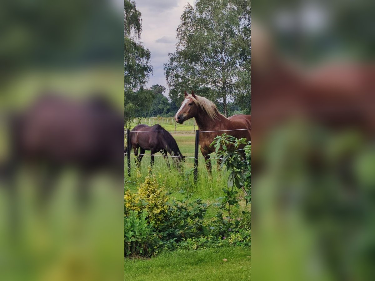 Noriker Ruin 11 Jaar 160 cm Vos in Bad Essen