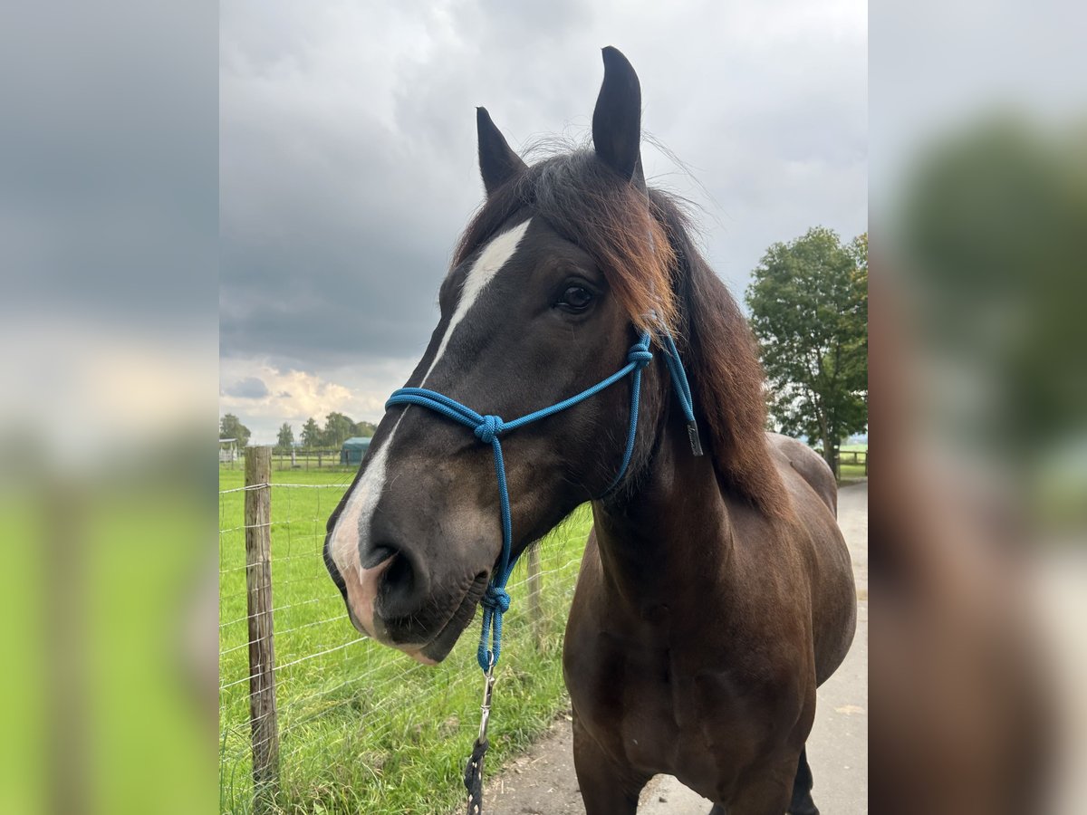 Noriker Ruin 3 Jaar 165 cm Zwart in Bonn