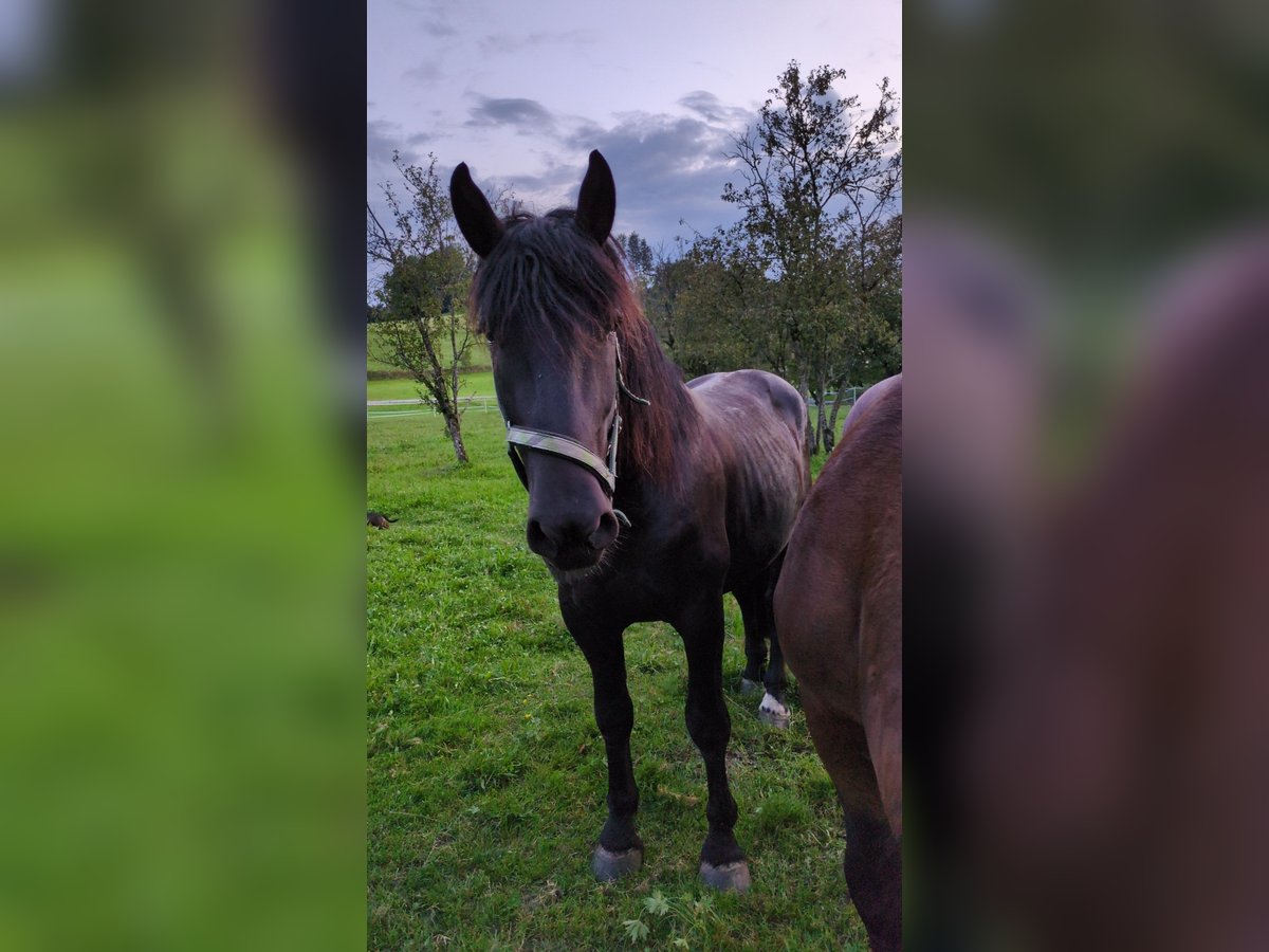 Noriker Ruin 3 Jaar Zwart in St. Georgen im Attergau