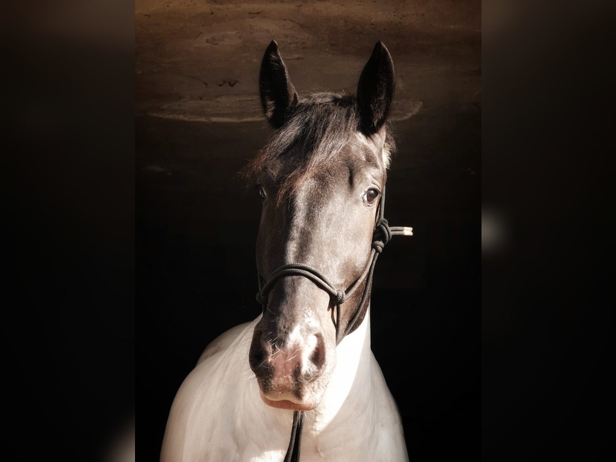 Noriker Ruin 4 Jaar 170 cm Gevlekt-paard in Vreden