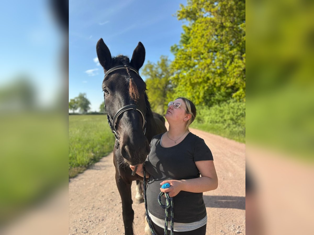 Noriker Ruin 4 Jaar 170 cm Zwart in Dessau