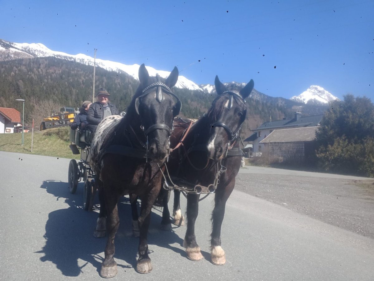 Noriker Ruin 5 Jaar Appaloosa in St. Daniel