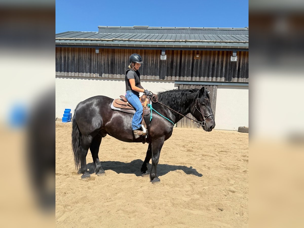 Noriker Ruin 8 Jaar 165 cm Zwart in Daleiden