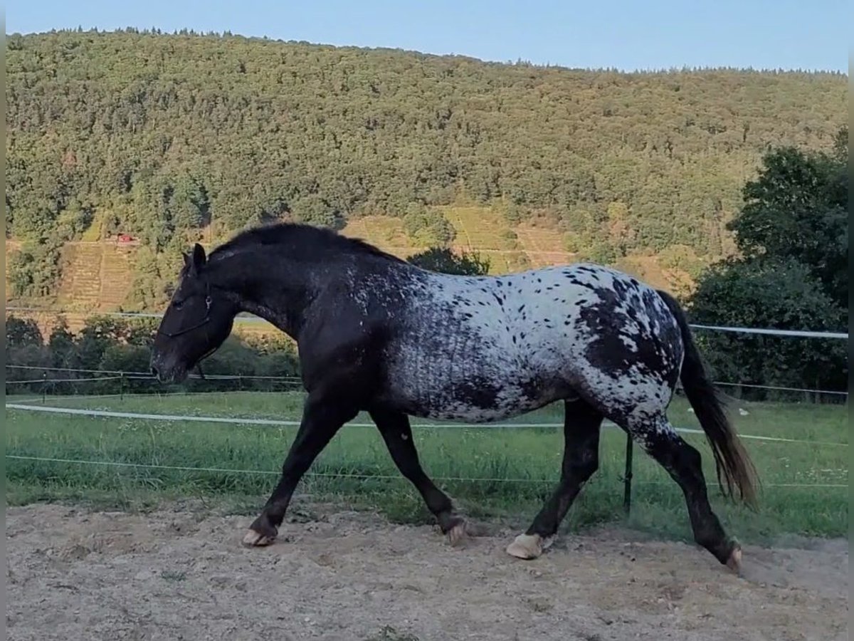 Noriker Ruin 8 Jaar 166 cm Appaloosa in Miltenberg