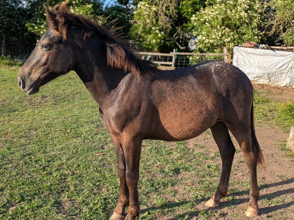 Noriker Mix Stallion 1 year 13,1 hh Leopard-Piebald in Erftstadt