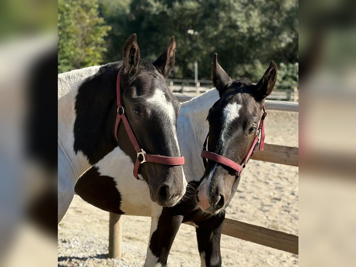 Noriker Stallion 1 year 14,2 hh Pinto in Gummern