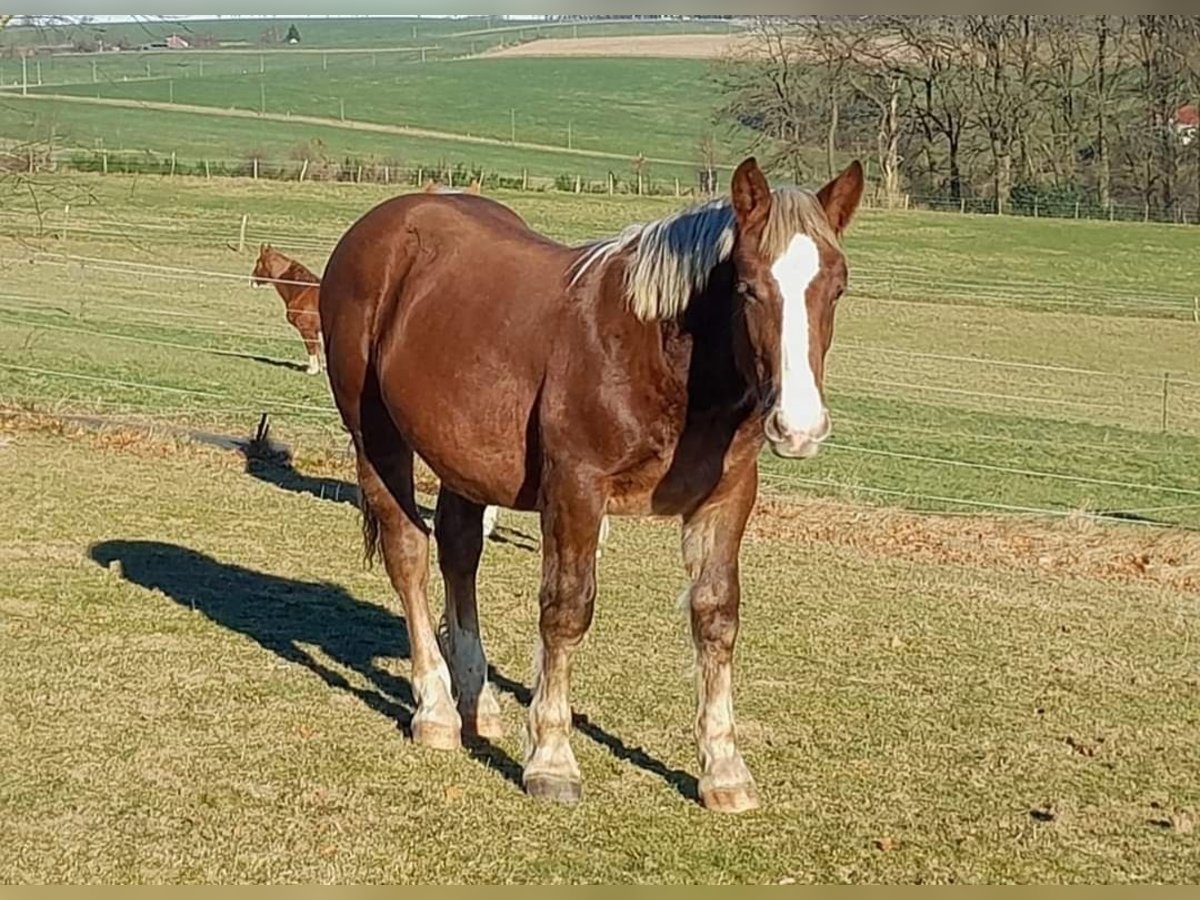 Noriker Stallion 1 year 15,2 hh Chestnut in Wipperfürth