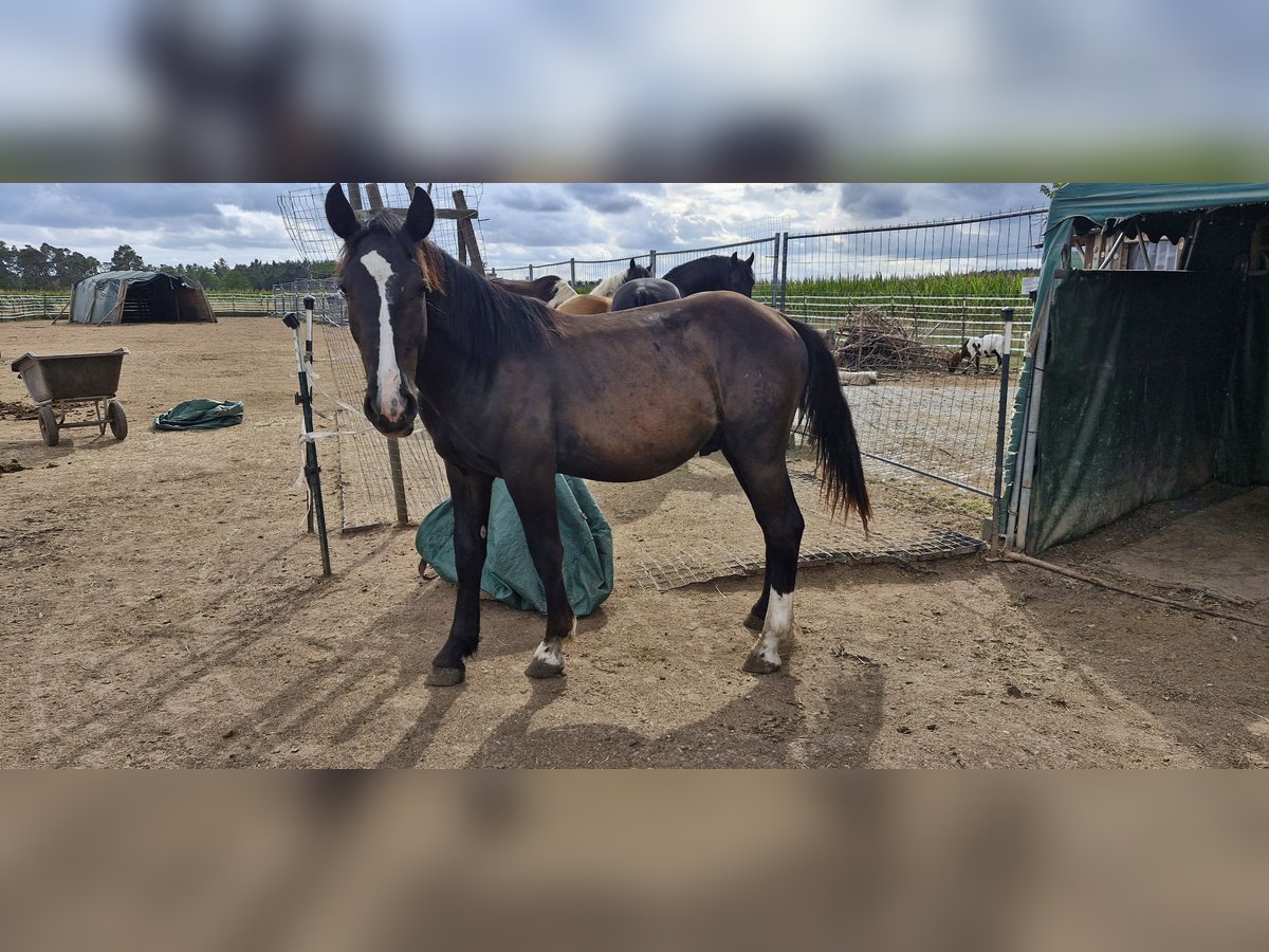 Noriker Stallion 1 year 15 hh Brown in Weihenzell