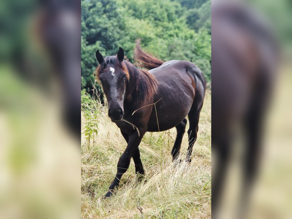 Noriker Stallion 1 year 15,2 hh Black in Schl&#xFC;chtern