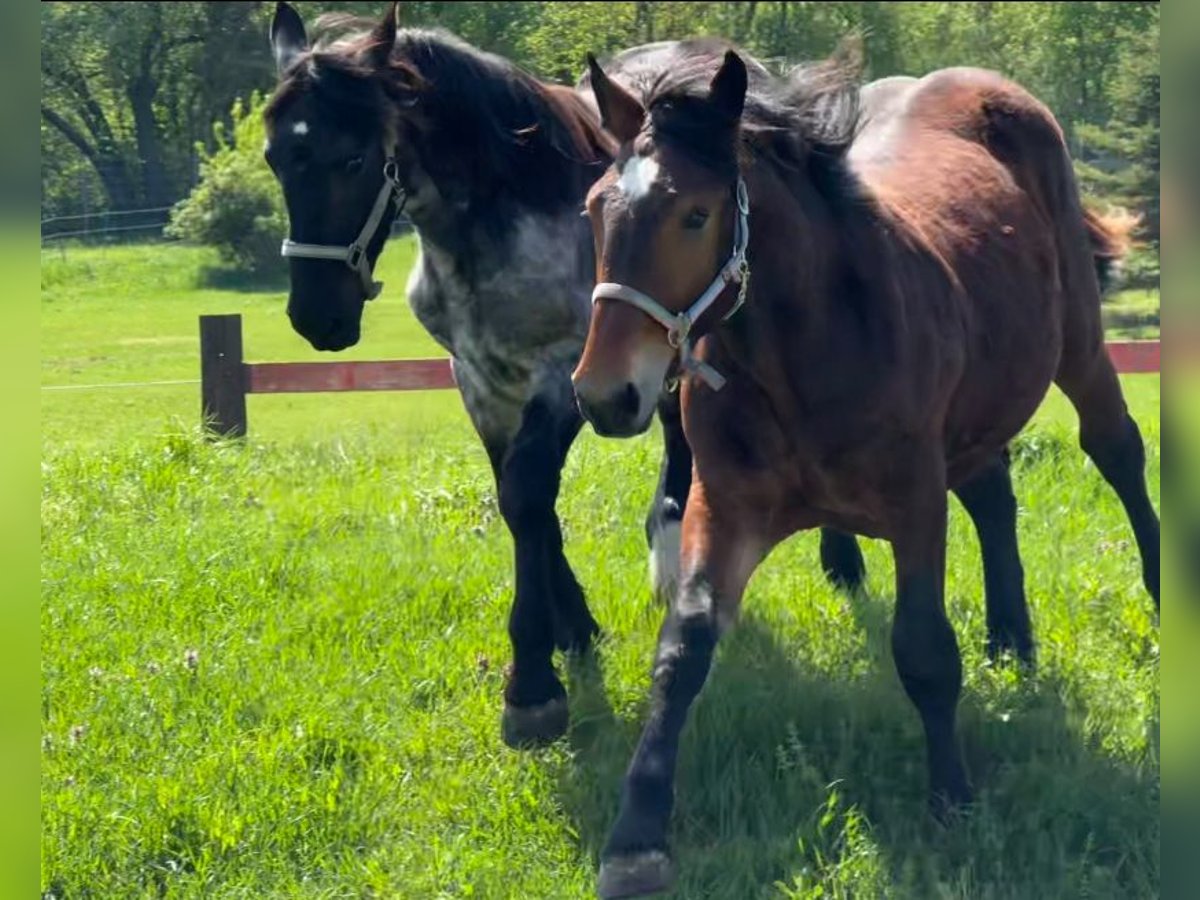 Noriker Stallion 1 year 16,1 hh Brown in Wien, Favoriten