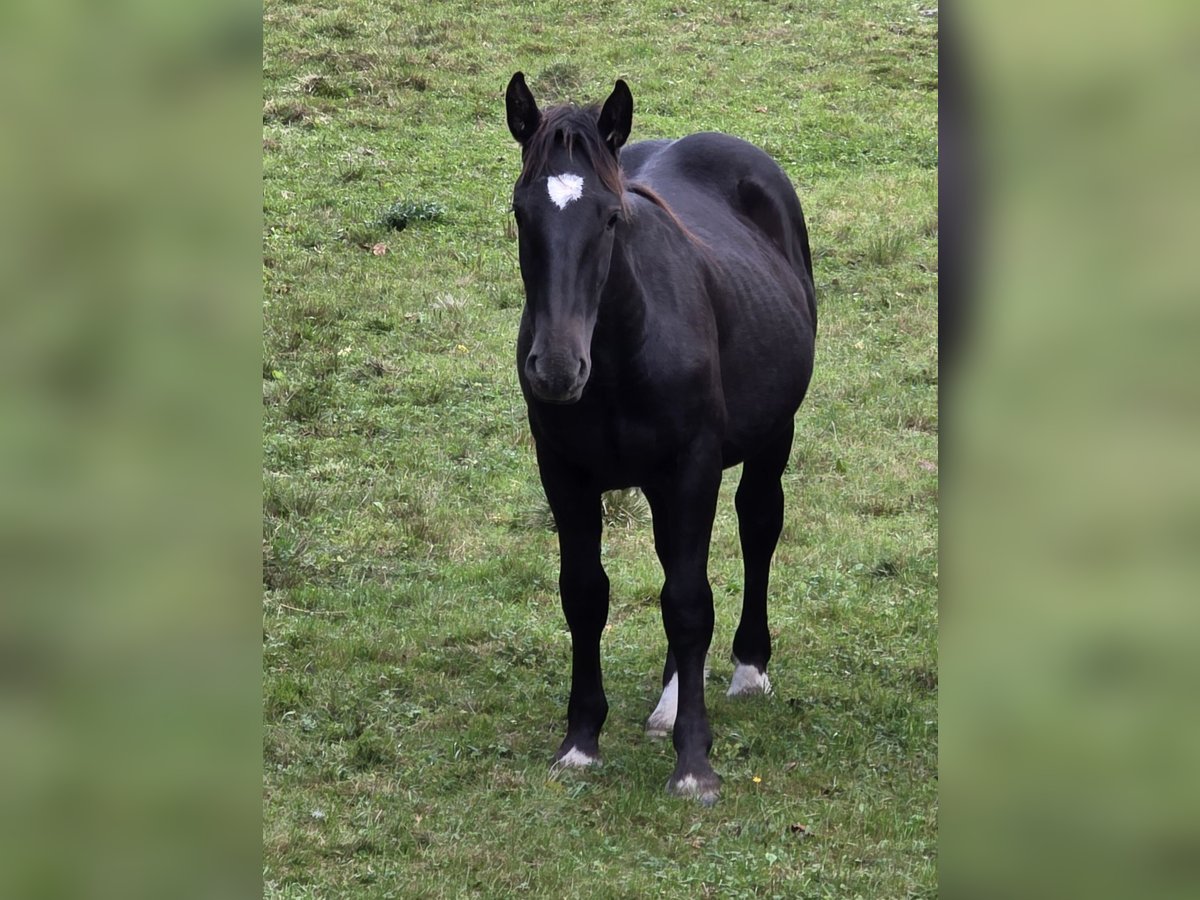 Noriker Stallion 1 year Black in Krakaudorf