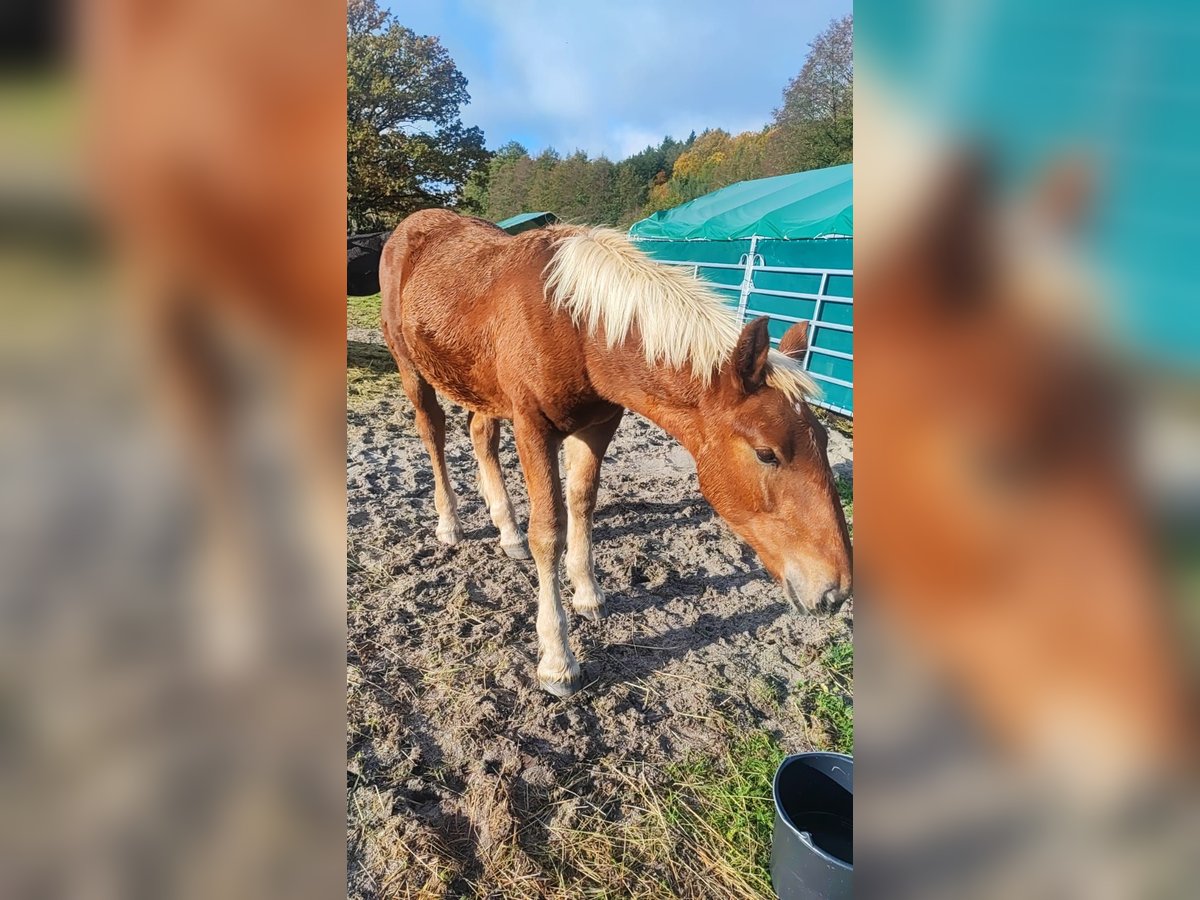 Noriker Stallion 1 year Chestnut-Red in Berschweiler