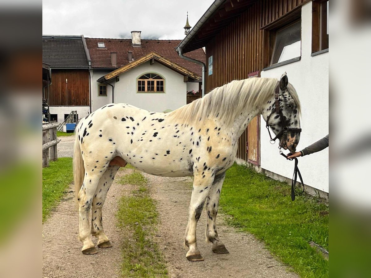 Noriker Stallion 2 years 15,2 hh Leopard-Piebald in Salzburg