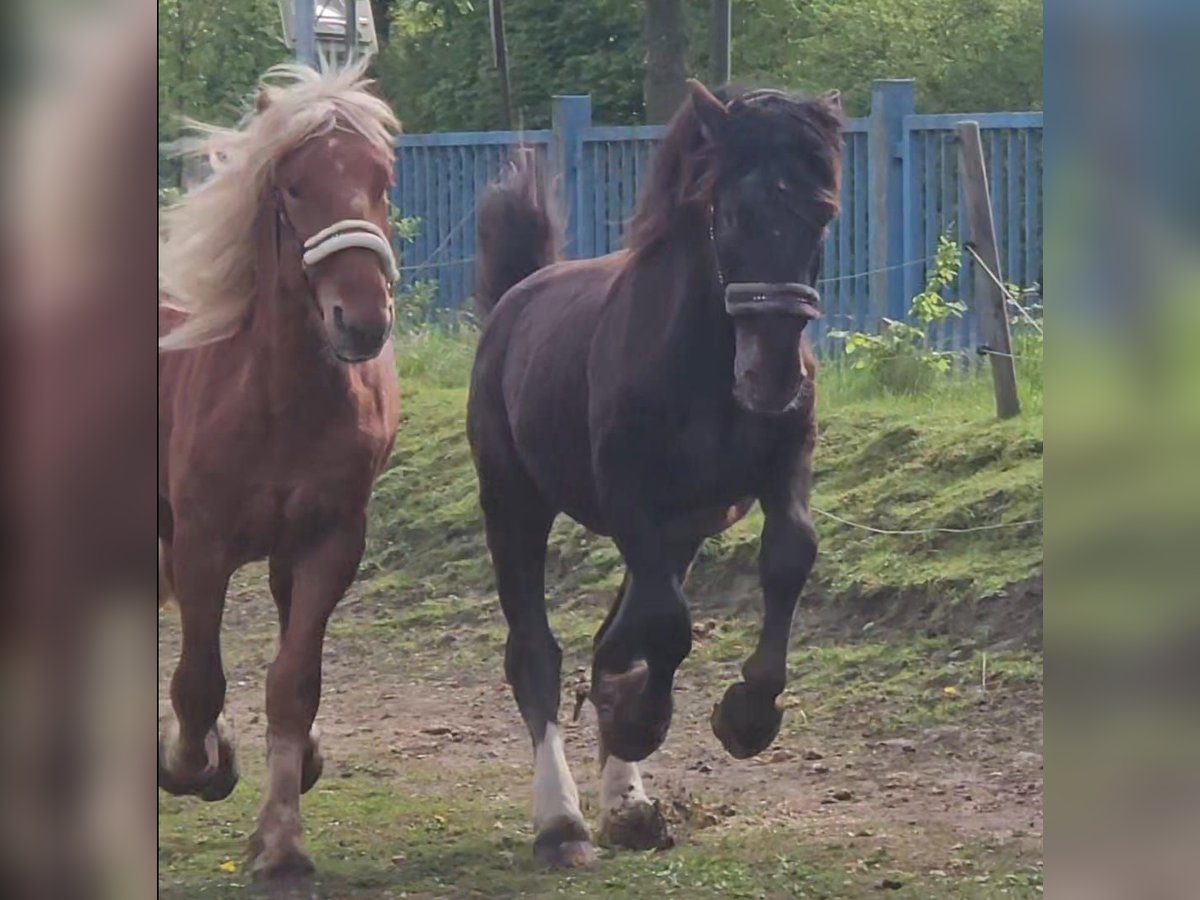 Noriker Stallion 2 years 15,2 hh Leopard-Piebald in Niederzier Noriker Stallion 2 years 15,2 hh Leopard-Piebald in Niederzier