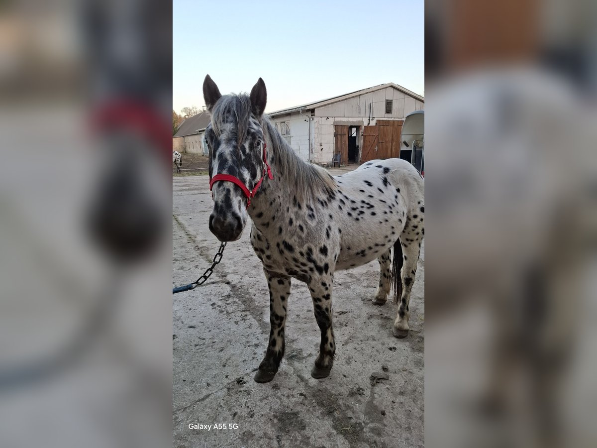 Noriker Stallion 2 years 16 hh Leopard-Piebald in Templin