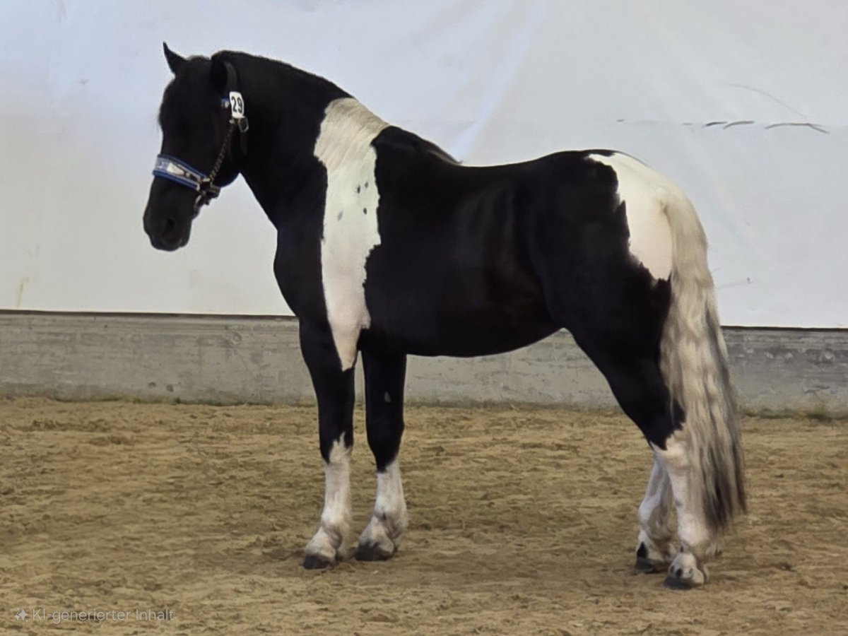 Noriker Stallion 2 years 16,1 hh Pinto in Krakau