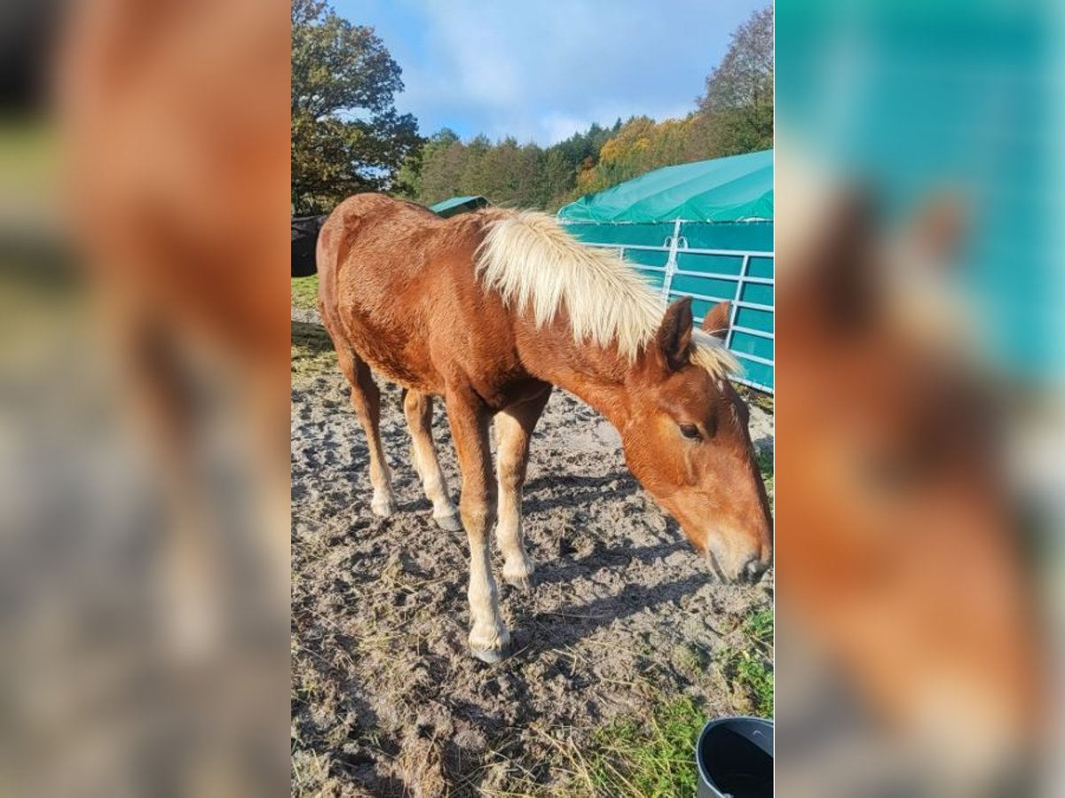 Noriker Stallion 2 years Chestnut-Red in Birkenfeld