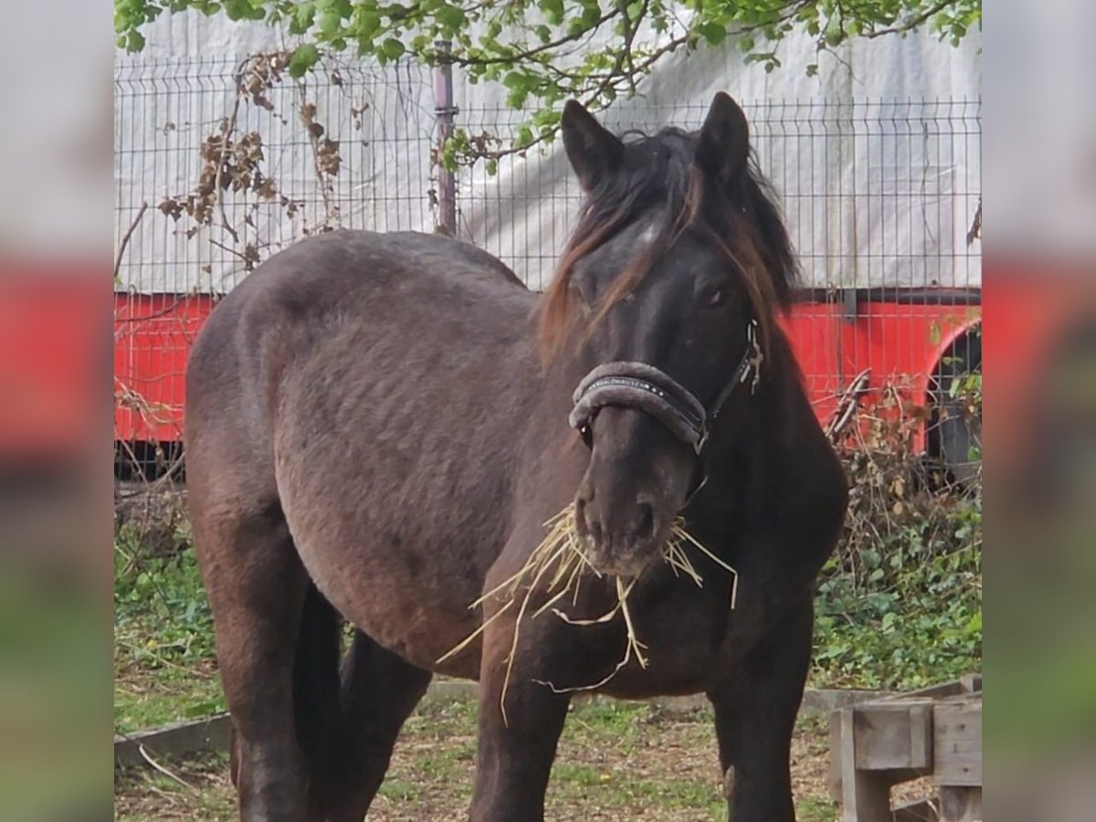 Noriker Stallion 2 years in Birkenfeld