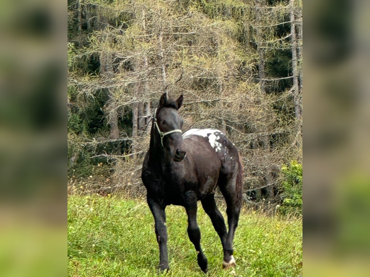 Noriker Stallion 2 years Leopard-Piebald in Kammersberg