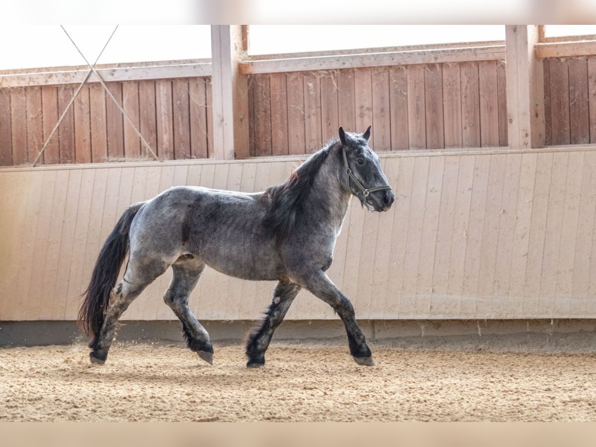 Noriker Stallion 3 years 15,2 hh in Kraiburg am Inn