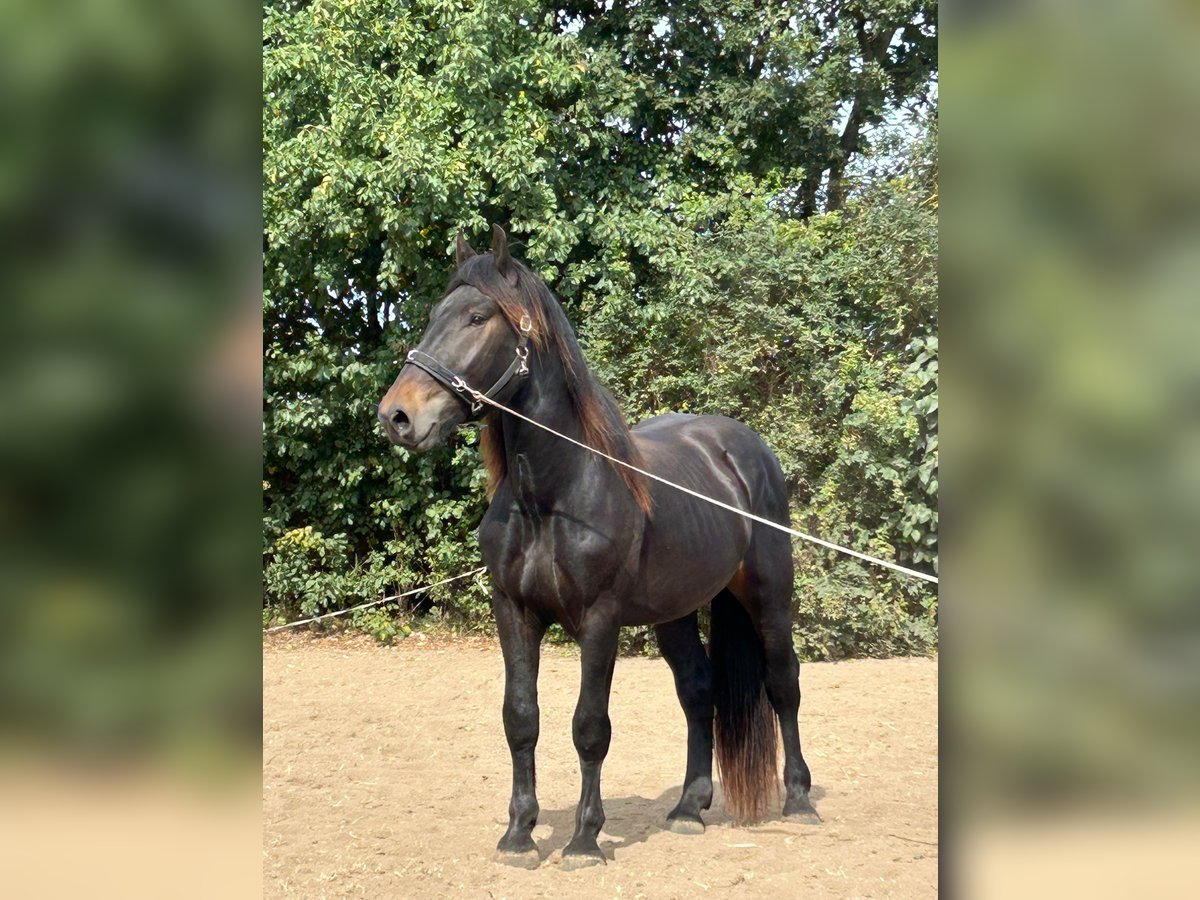 Noriker Stallion 3 years 16 hh Smoky-Black in SchwerinSchwerin