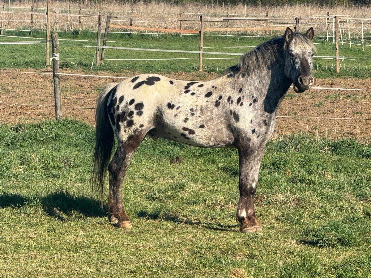 Noriker Mix Stallion 4 years 14,1 hh Leopard-Piebald in Erftstadt